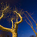 Yellow Trees